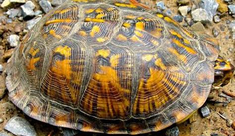 How to Tell the Age of A Box Turtle? - The Pet Town