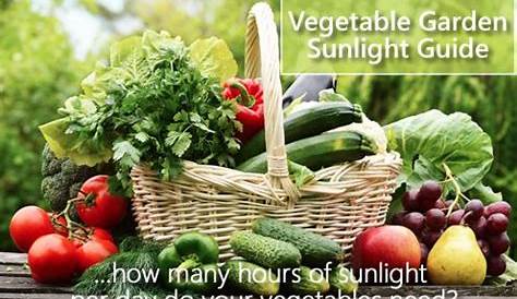 Vegetable Sunlight: Ultimate Guide | Seasonal Preferences in 2020