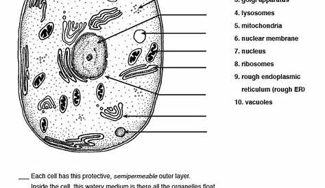 Understand Cell Organelles With This Comprehensive Worksheet – Style