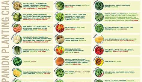 Companion Planting Chart for Vegetables and Fruits | Companion planting