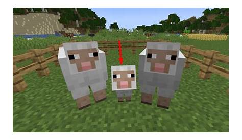how to breed sheep in minecraft