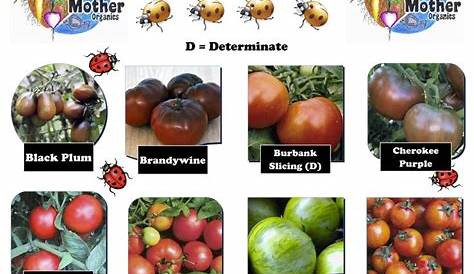 Heirloom Tomato Varieties. | Heirloom tomatoes varieties, Heirloom