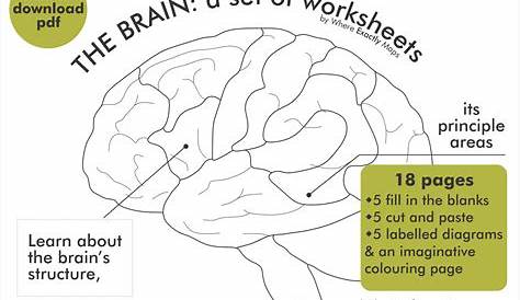 structure of the brain worksheets