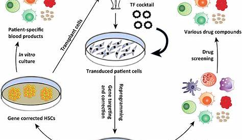hematopoietic stem cell differentiation