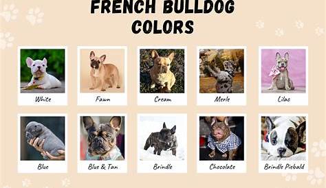 french bulldog color guide