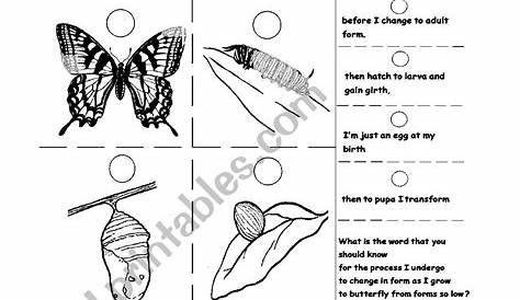 English worksheets: Butterfly Metamorphosis