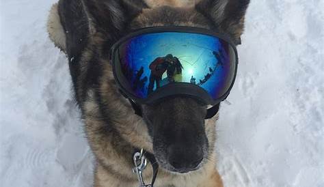 Dogs Safe And Cool With Special Snowboard Goggles