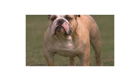 Dogtalk: Breed Profile: "English" Bulldog