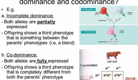 Codomiance In Genetics Refers To: - Incomplete dominance, codominance