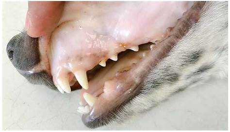 Pale Gums in Dogs: What It Means and What to Do