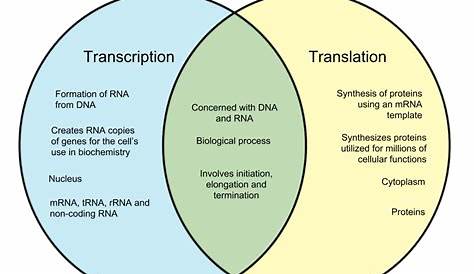 Difference Between Transcription and Translation – WHYUNLIKE.COM