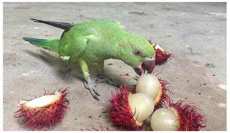 what can parrots eat in minecraft