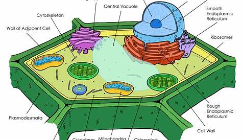 plant cell printable