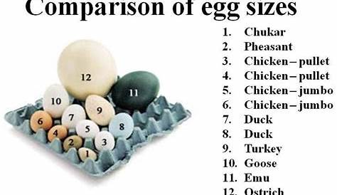Duck Egg Size Chart