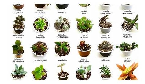 Identify What Types of Succulents You Own - Succulent Plants UK