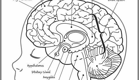 Printable Brain Anatomy - Printable Word Searches
