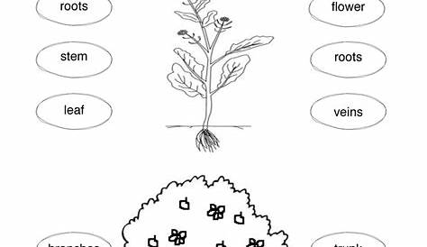 Plant Parts Worksheet • Have Fun Teaching