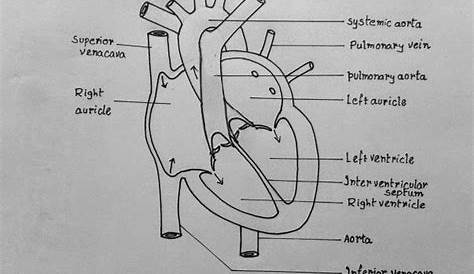 diagram of the human heart and its major vessels, labeled in black on white paper