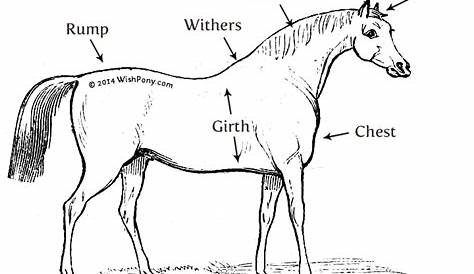 Simple Parts Of The Horse Worksheet - worksheet