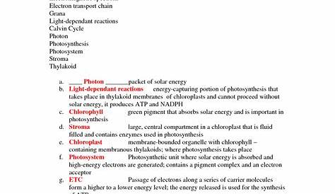 photosynthesis worksheet answer key