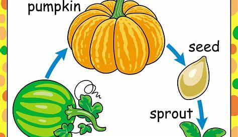 Free Printables of the Parts and Life-cycle of a Pumpkin | TeachersMag.com