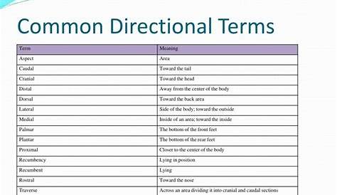 veterinary directional terminology worksheet