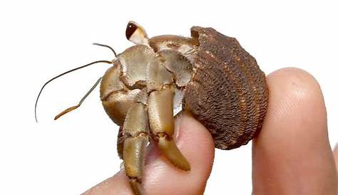 large hermit crab for sale