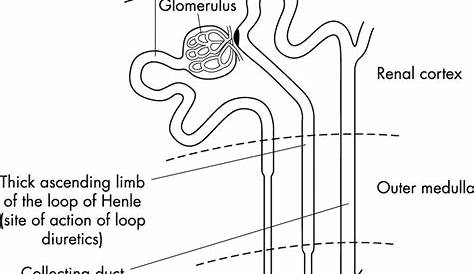 Nephron: The Functioning Unit of The Kidney - Interactive Biology, with