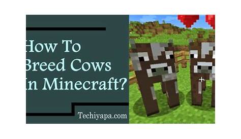 what attracts cows in minecraft