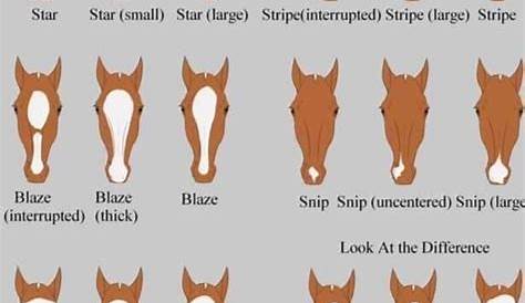 horse face markings chart