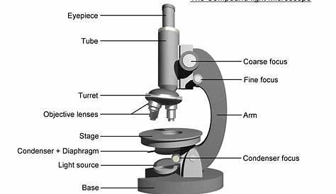 Microscope Diagram to Print | 101 Diagrams