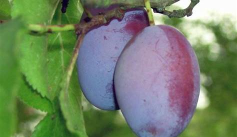self pollinating plum tree varieties