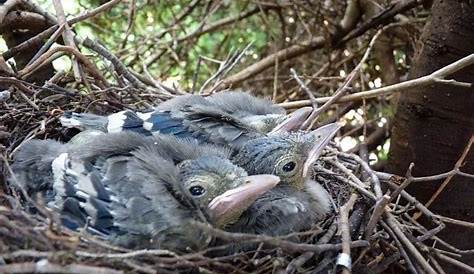 BlueJay nest by Toby Garden, via Flickr | Birds ~ Blue Jays | Pinterest