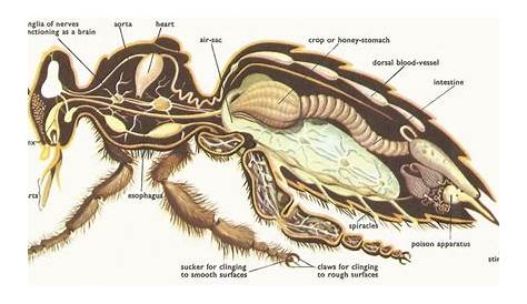 diagram of a hornet