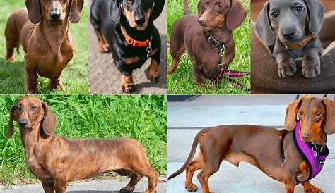 Dachshund Colors, Patterns and Markings Explained With Pictures