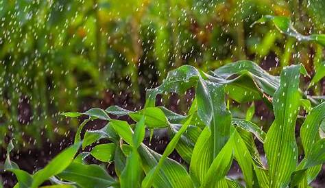 How Much Water Does Corn Need? | Pepper's Home & Garden