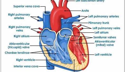 the External Structure Of Human Heart Anatomy thickness of heart wall