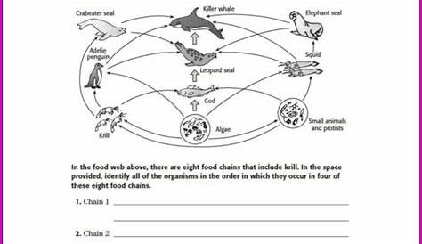 food chain worksheet answer key
