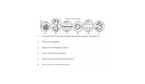 mitosis reading comprehesion worksheet