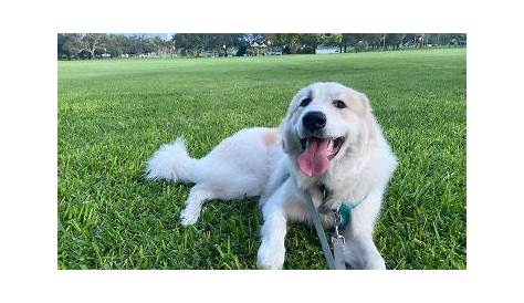 great pyrenees growth chart female