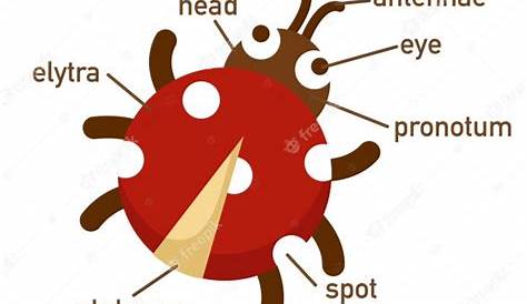 Illustration of ladybug vocabulary part of body.vector | Premium Vector