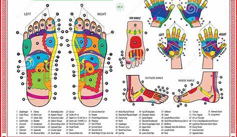 Foot And Hand Reflexology Chart Stock Illustration - Image: 57611549