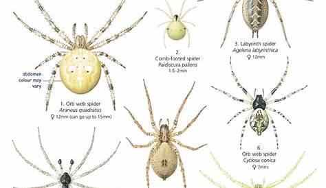 Spiders Of Michigan Identification Chart