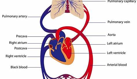 Human Blood Worksheet As Well As In This Case You Were Told The Parents