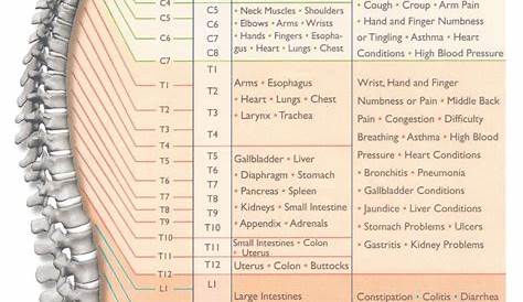 Nerve Root Innervation Chart Spinal Nerve Roots Chart Nerve Root