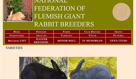 Pin by Tara LaPlante on Rabbit | Flemish giant rabbit, Flemish giant, Giant rabbit