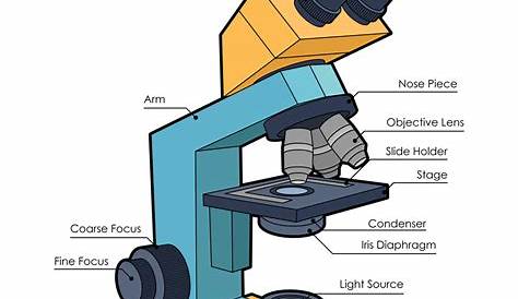Monday September 25 - Parts of a Compound Light Microscope