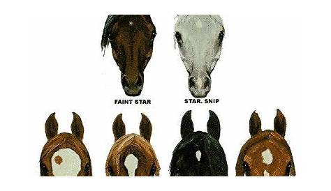 30 best Horse Markings Galore: Facial Markings images on Pinterest
