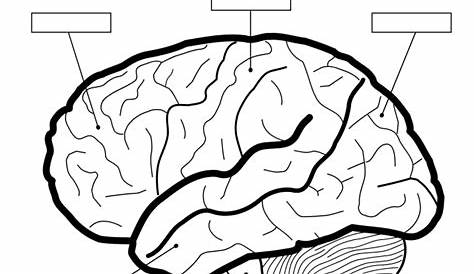 Brain Labeling Worksheet / Brain Anatomy Vector Illustration Anatomical