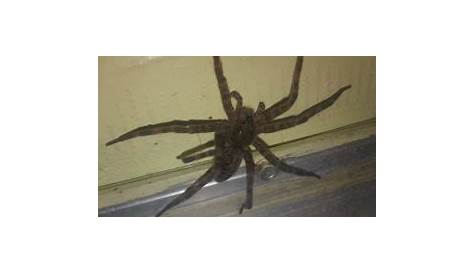 Spiders in Tennessee - Species & Pictures
